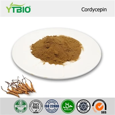 Bột đông trùng hạ thảo