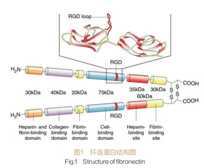 Fibronectin Powder Fibronectin Powder