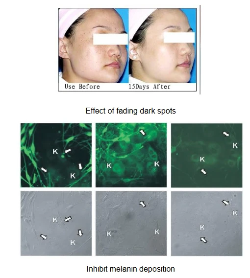 Fibronectin Powder Fibronectin Powder